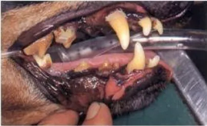 獣医師の先生方へ