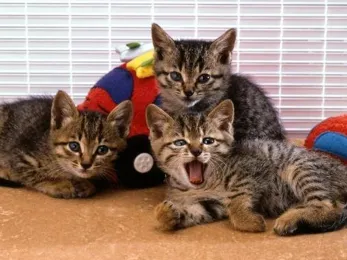 獣医師の先生方へ